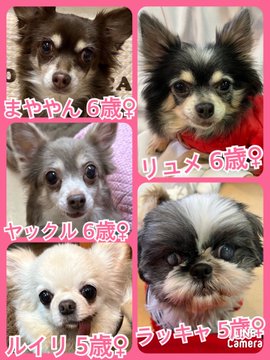 🐾今日の里親様募集中ワンコ🐶メンバーです🐾2023,2,14【保護犬カフェ天神橋店】